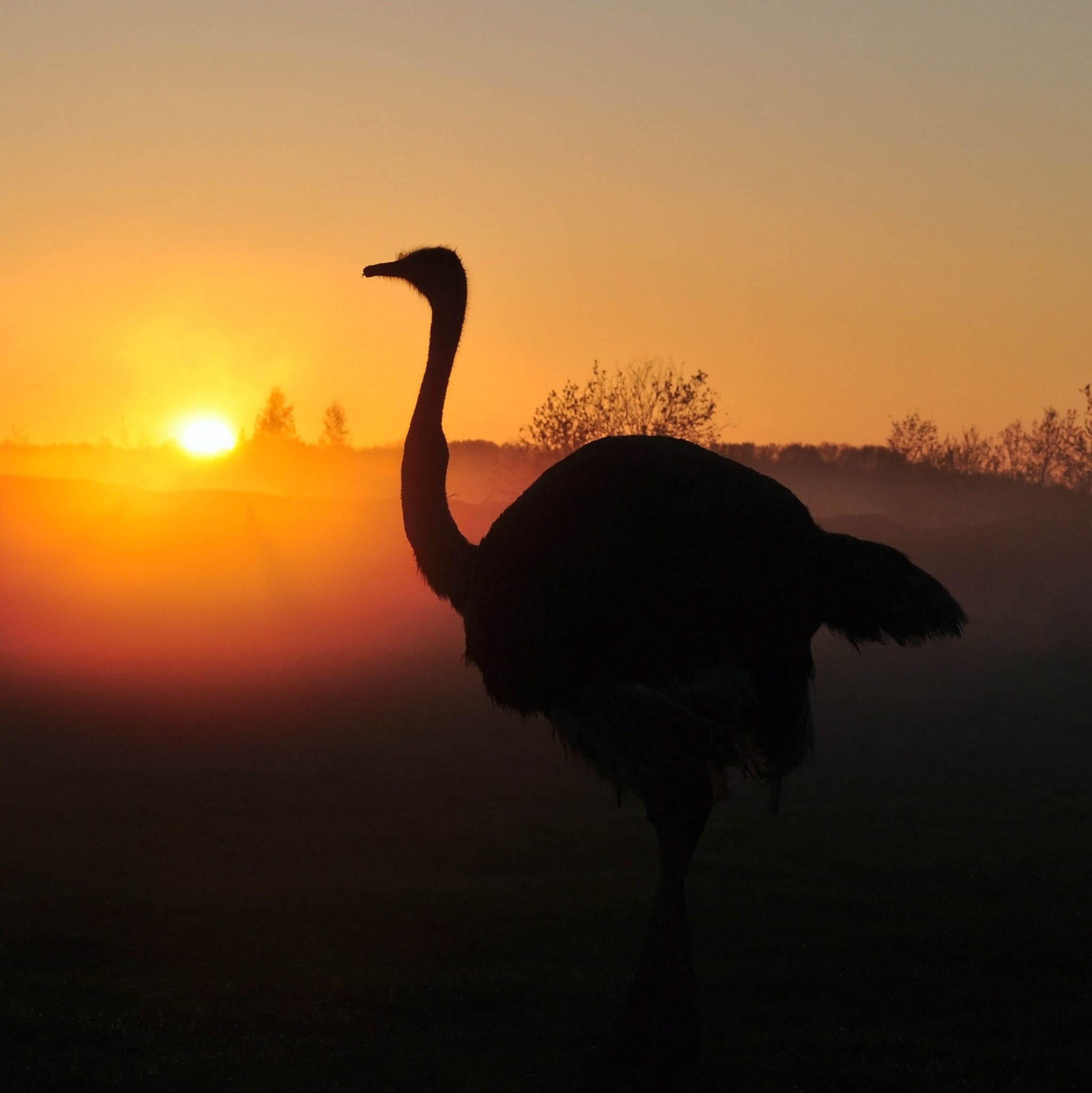 Exploring the Magical World of Ostrich Farming & Oil Extraction